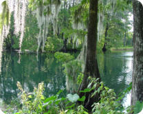 Withlacoochee River Florida, Withlacoochee River, The Withlacoochee River, Florida Rivers